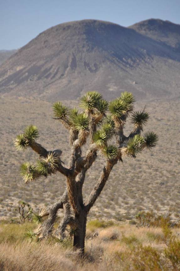 A árvore símbolo do parque no seu ambiente natural, no Joshua Tree National Park, região de Pioneertown, na Califórnia - Estados Unidos